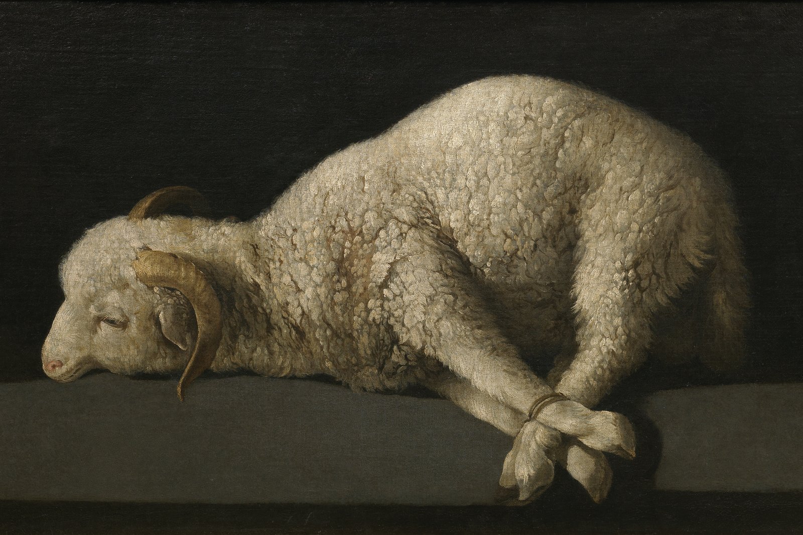 A stark, close-up painting of a bound lamb lying on its side against a dark background, its front legs tied together.